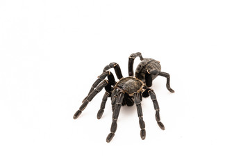 Asian species Tarantula spider Found in Thailand, the scientific name is 