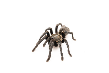 Asian species Tarantula spider Found in Thailand, the scientific name is 