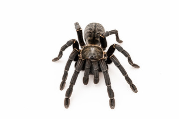 Asian species Tarantula spider Found in Thailand, the scientific name is 