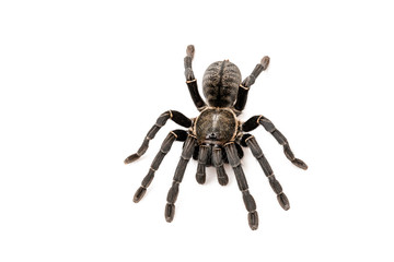 Asian species Tarantula spider Found in Thailand, the scientific name is 