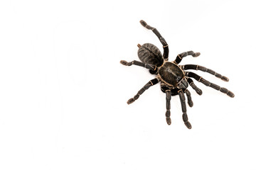 Asian species Tarantula spider Found in Thailand, the scientific name is 