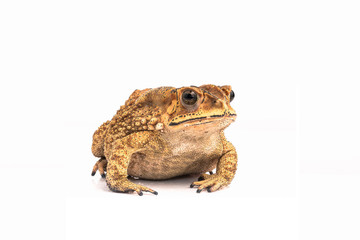 Asian Toad (Duttaphrynus melanostictus) isolated on white background. (This has clipping path)