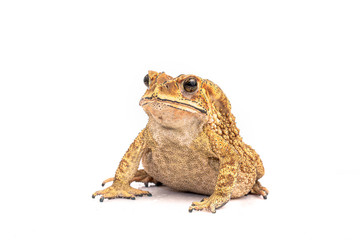 Asian Toad (Duttaphrynus melanostictus) isolated on white background. (This has clipping path)