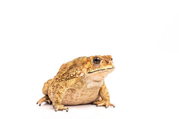 Asian Toad (Duttaphrynus melanostictus) isolated on white background. (This has clipping path)