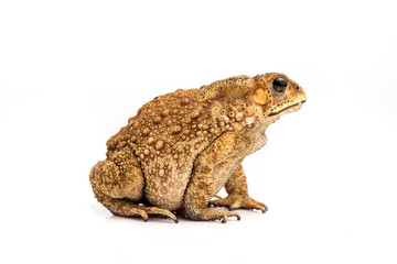 Asian Toad (Duttaphrynus melanostictus) isolated on white background. (This has clipping path)