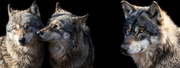 Template of Grey wolf with a black background © AB Photography