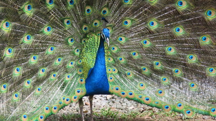 Obraz premium peacock with feathers out