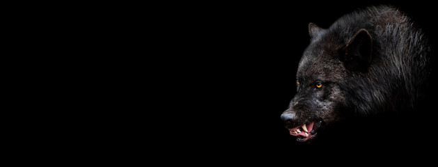 Template of black wolf with a black background © AB Photography