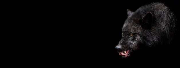 Foto auf Alu-Dibond Vorlage des schwarzen Wolfes mit schwarzem Hintergrund © AB Photography