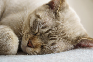 Sleeping Australian Mist cat