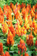 Red Dwarf Plumed Cockscomb Celosia flower