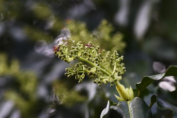 Japanese aucuba flowers / Japanese aucuba has four petals of reddish brown in spring.
