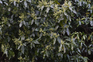 Japanese aucuba flowers / Japanese aucuba has four petals of reddish brown in spring.