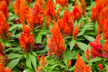 Red Dwarf Plumed Cockscomb Celosia flower