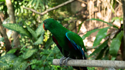 Beauty colorful parrot bird