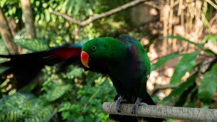 Beauty colorful parrot bird