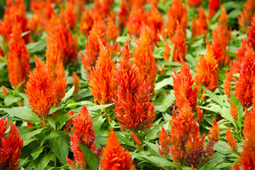 Red Dwarf Plumed Cockscomb Celosia flower