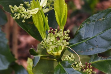 Japanese aucuba flowers / Japanese aucuba has four petals of reddish brown in spring.
