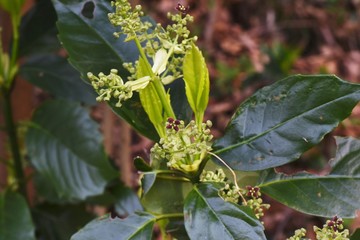 Japanese aucuba flowers / Japanese aucuba has four petals of reddish brown in spring.