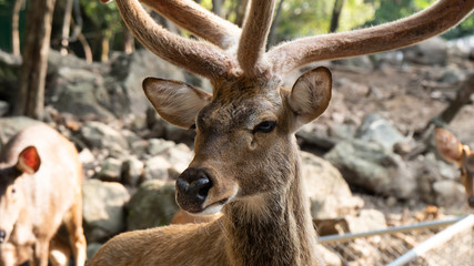 Naklejka na ściany i meble Deer animal in the natural
