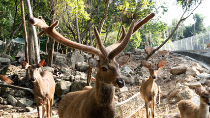 Deer animal in the natural