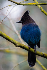 Steller Jay perched on a tree branch looking to the left.