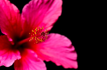 closeup of hibiscus flower on black background