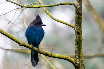 Steller Jay perched on a tree branch looking to the right.