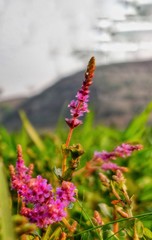 flowers in the garden