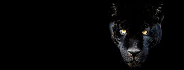 Foto auf Leinwand Vorlage des schwarzen Panthers mit schwarzem Hintergrund © AB Photography
