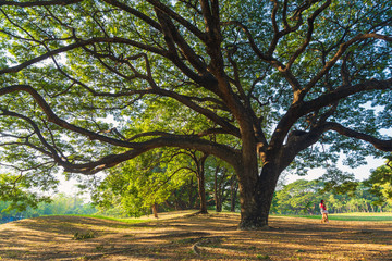 The greenery leaves branches of big Rain tree sprawling cover on dry leaves and meadow under...