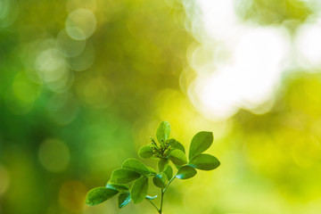 green leaves growing up with green nature blurred background.