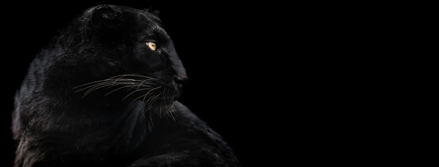 Template of Black panther with a black background