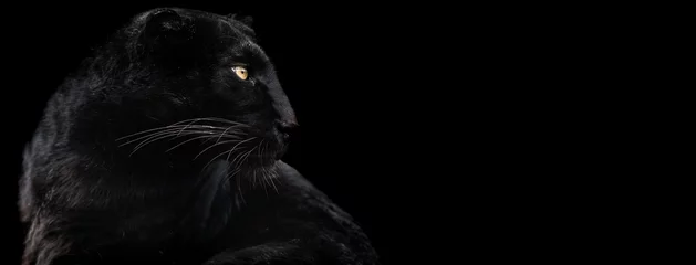 Foto auf Acrylglas Vorlage des schwarzen Panthers mit schwarzem Hintergrund © AB Photography