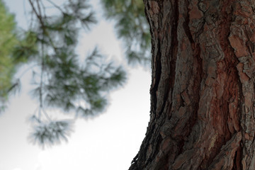 old pine bark. blue sky
