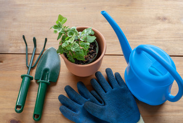 Tools needed for gardening aligned along an ivy plant in pot, including a watering tank, a pair of gloves and rake and a shovel.