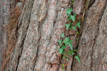 old pine bark with plant