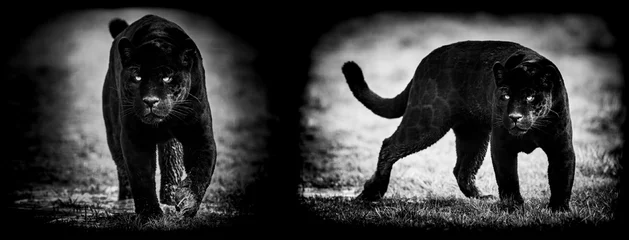 Fotobehang Template of Black panther with a black background © AB Photography