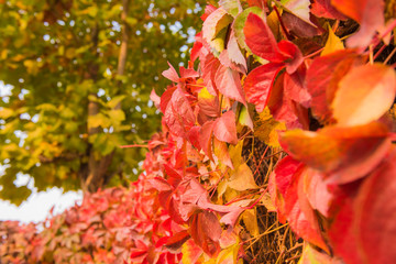 Autumn plant ivy red leaf background