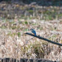 小さな沼に飛来したカワセミのオス