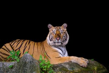 Tiger portrait of a bengal tiger in Thailand on a black background