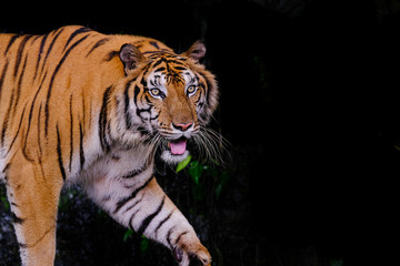 Fototapeta na wymiar Tiger portrait of a bengal tiger in Thailand on a black backgrou