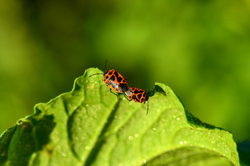 Pairless bugs inhabiting wild plants, macro close-up
