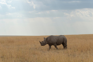 Black Rhino walking in dry grassland at Masai Mara, Kenya, Africa