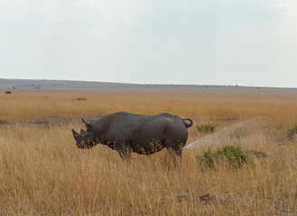 Obraz premium Black Rhino urinating seen at Masai Mara, Kenya, Africa