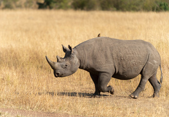 Obraz premium Black Rhino crossing the forest trail at Masai Mara, Kenya, Africa