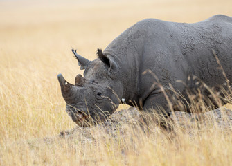 Obraz premium Black Rhino seen at Masai Mara, Kenya, Africa