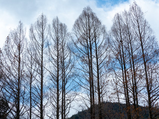 冬の木立　木の背景
