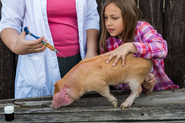 Slender woman, veterinarian in white coat, makes a vaccine injection from swine fever for young red pig. A young girl watches and learns to work doctor.