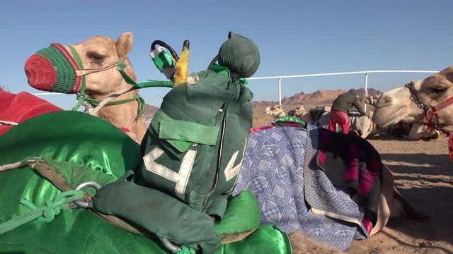 Close-up of camel carrying a small robot that includes an automatic whip and microphone, trainers can then control and coach the animal from a distance (in Saudi Arabia)